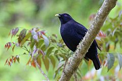 Satin Bowerbird